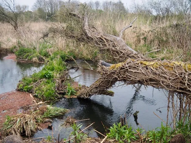The leaky dam in 2016