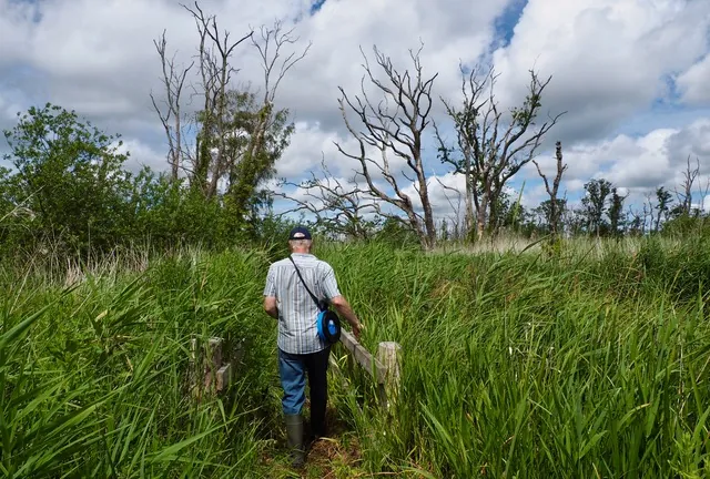Dead and dying trees from flooding