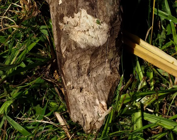 Branches chewed by beavers