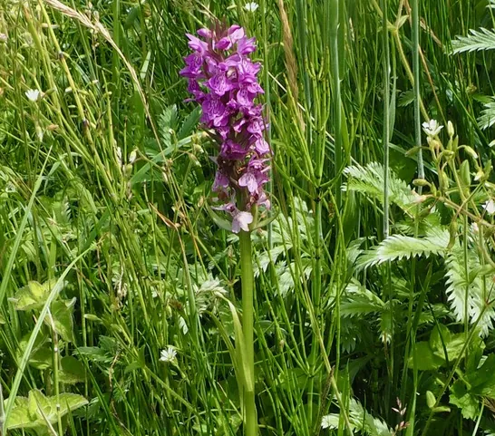 Southern marsh orchid
