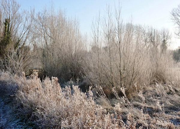 Hambrook Marshes event