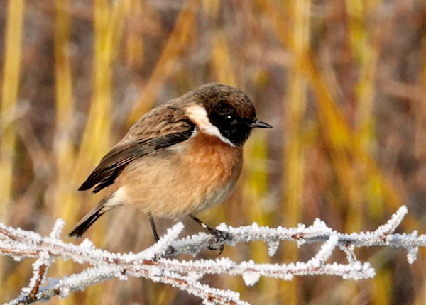 Hambrook Marshes event