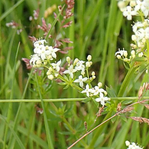 Heath Bedstraw Flower