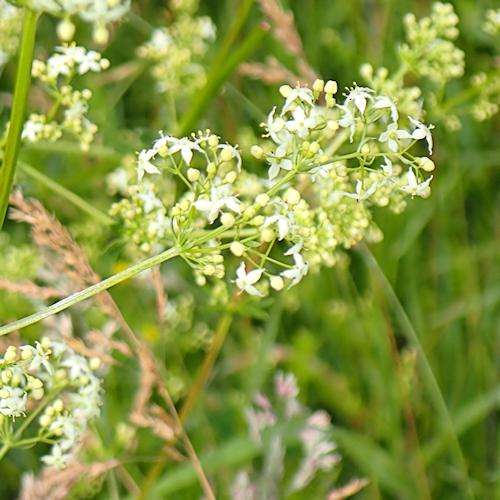 Hedge Bedstraw Flower