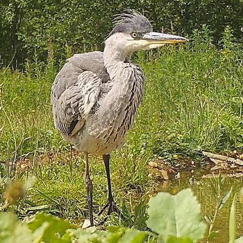 heron