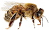 Picture of a honey bee