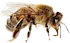 Picture of a honey bee