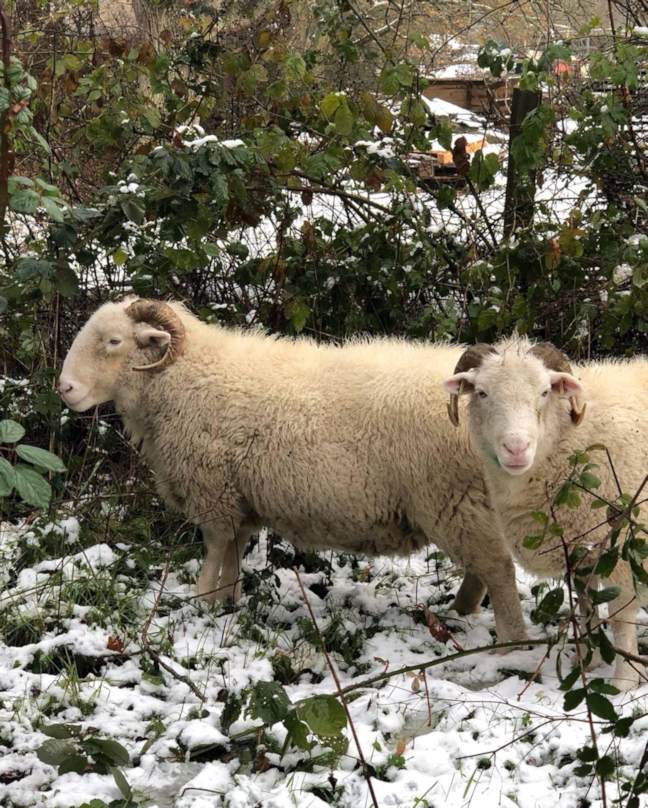 Hope and Hestonite_01