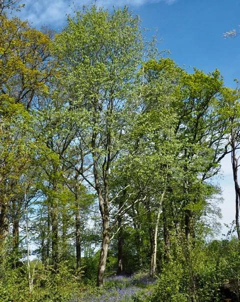 Wild Service Trees in the ancient woodland