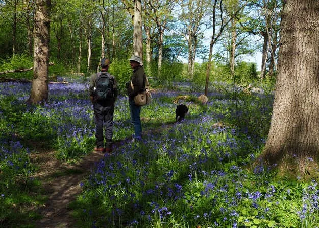 The Wonderful Bluebells