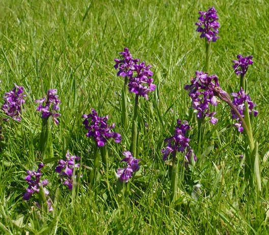 Green Winged Orchids