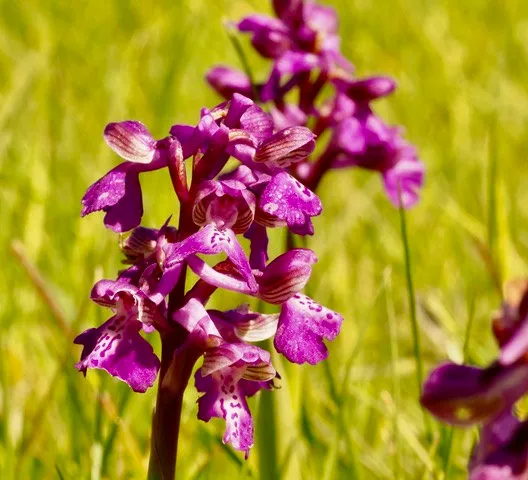 Green Winged Orchids