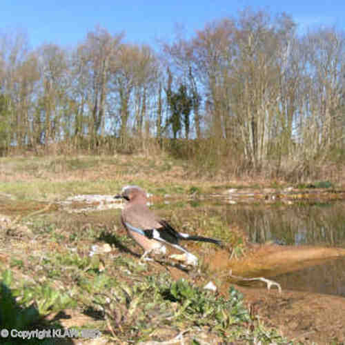 Image of jay next to pond