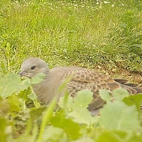 Buzzard