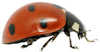 ladybird 01
