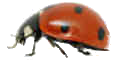 picture of a ladybird