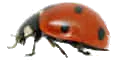 picture of a ladybird