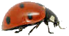 Ladybird