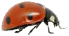 Ladybird