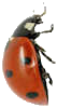 Ladybird