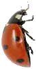 Ladybird