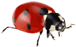 Ladybird