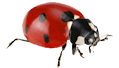 ladybird 3