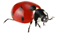 ladybird 3