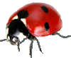 ladybird 4