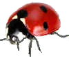 ladybird 4