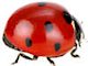 ladybird 5