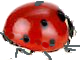 ladybird 5