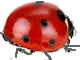 ladybird 5