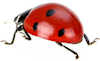 ladybird no 6