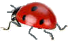 ladybird 6