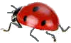 ladybird 6