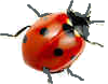 ladybird 7