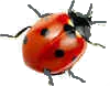 ladybird 7