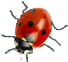 ladybird 8