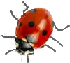 ladybird 8