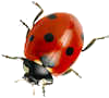 Ladybird