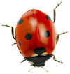 ladybird 9