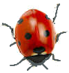 ladybird 9