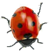 ladybird 9
