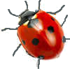 ladybird 10