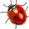 ladybird 10