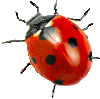 Ladybird