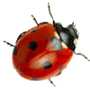 Ladybird