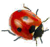 ladybird 12