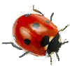 ladybird 12